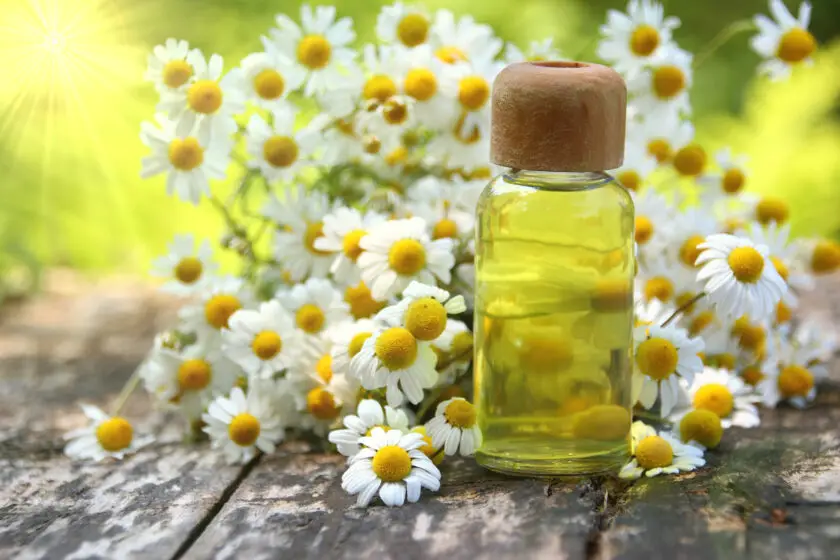 Kleine Flasche mit Kamillenöl vor frischen Kamillenblüten im Sonnenlicht.