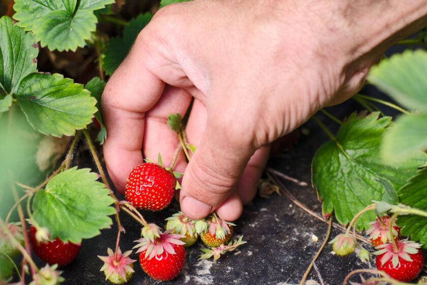 Hand erntet reife Erdbeeren zwischen grünen Blättern im Gartenbeet.