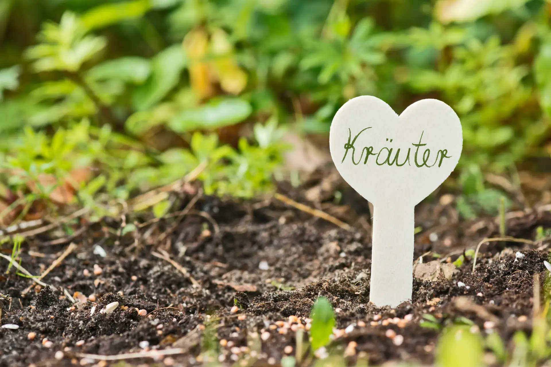 Kräuteraussaat im Juni – frische Kräuter für Beet und Topf