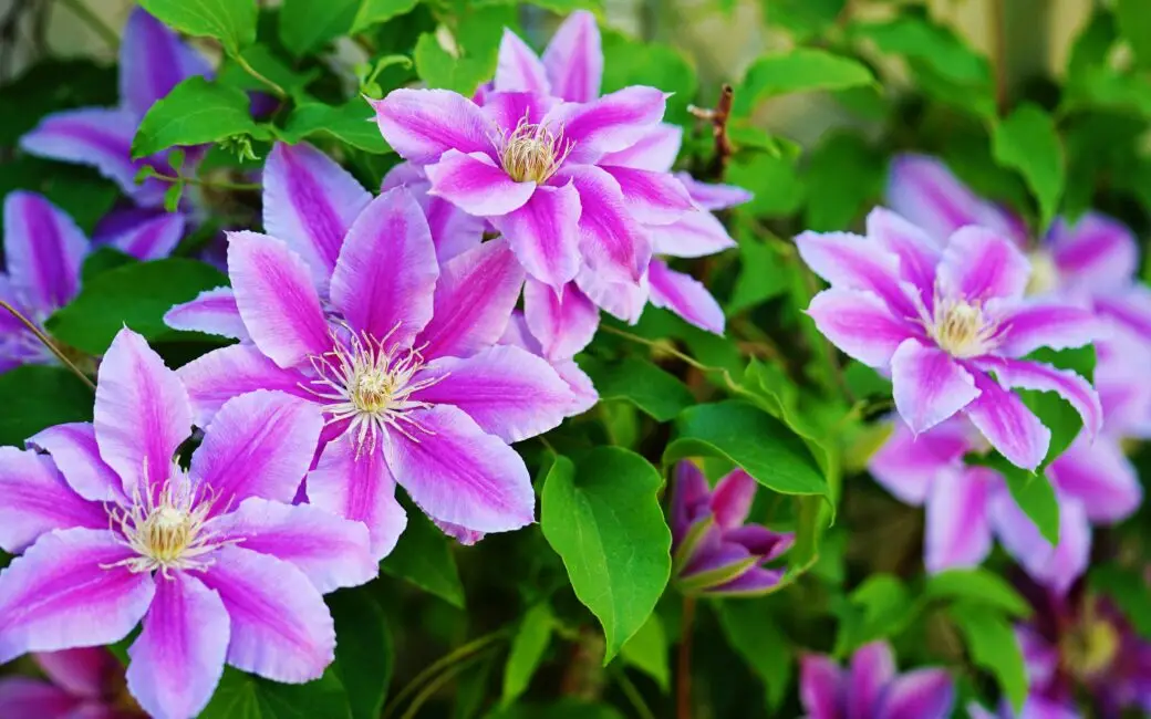 Rosa-weiß blühende Clematis an einer Rankhilfe im sommerlichen Garten.