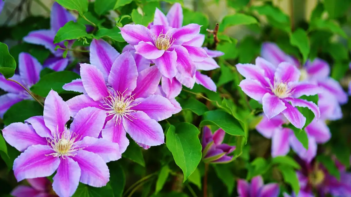 Rosa-weiß blühende Clematis an einer Rankhilfe im sommerlichen Garten.
