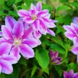 Rosa-weiß blühende Clematis an einer Rankhilfe im sommerlichen Garten.