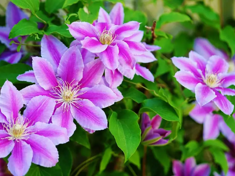 Rosa-weiß blühende Clematis an einer Rankhilfe im sommerlichen Garten.