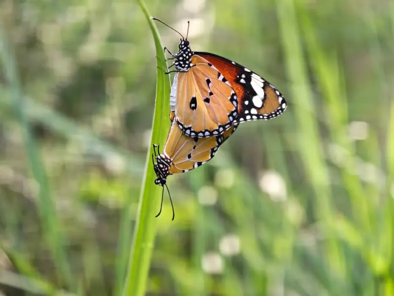 Zwei Schmetterlinge bei der Paarung auf einem Grashalm in natürlicher Umgebung.