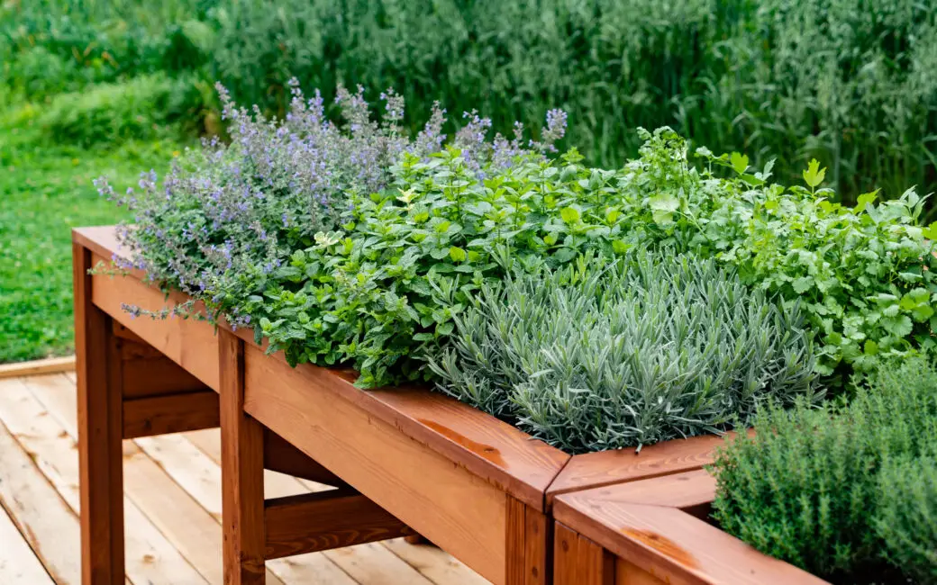 Kräuterhochbeet mit Lavendel, Minze und weiteren Küchenkräutern auf einer Holzterrasse.