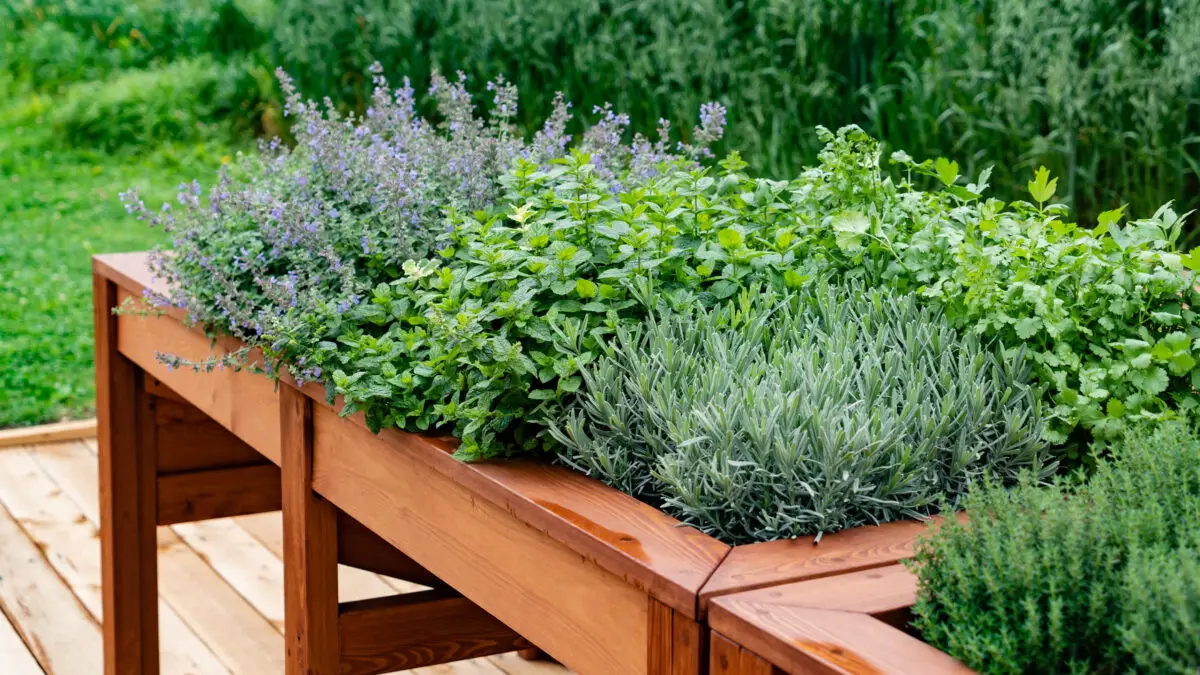 Kräuterhochbeet mit Lavendel, Minze und weiteren Küchenkräutern auf einer Holzterrasse.