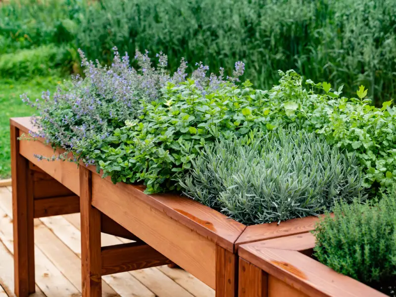 Kräuterhochbeet mit Lavendel, Minze und weiteren Küchenkräutern auf einer Holzterrasse.