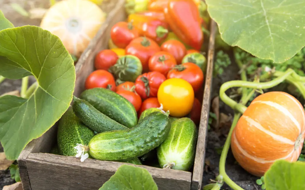 Frisch geerntetes Sommergemüse mit Gurken, Tomaten und Kürbissen aus dem Garten.