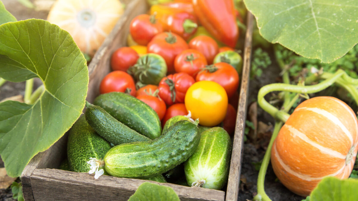 Frisch geerntetes Sommergemüse mit Gurken, Tomaten und Kürbissen aus dem Garten.