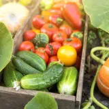Frisch geerntetes Sommergemüse mit Gurken, Tomaten und Kürbissen aus dem Garten.