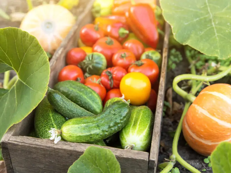 Frisch geerntetes Sommergemüse mit Gurken, Tomaten und Kürbissen aus dem Garten.