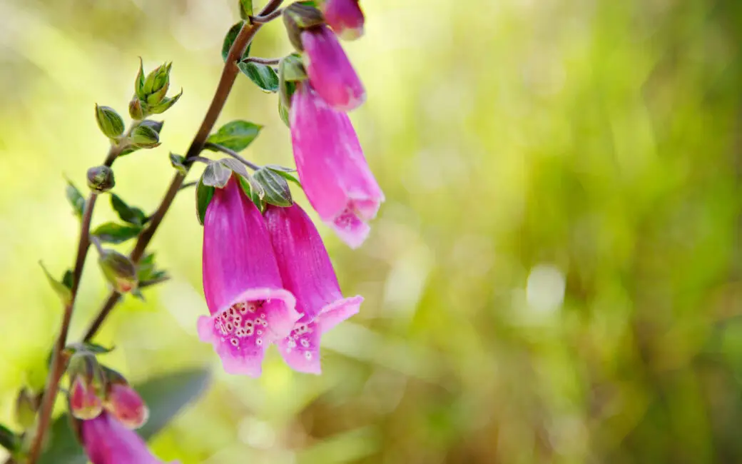 Giftpflanzen im Garten – erkennen, einordnen, richtig handeln