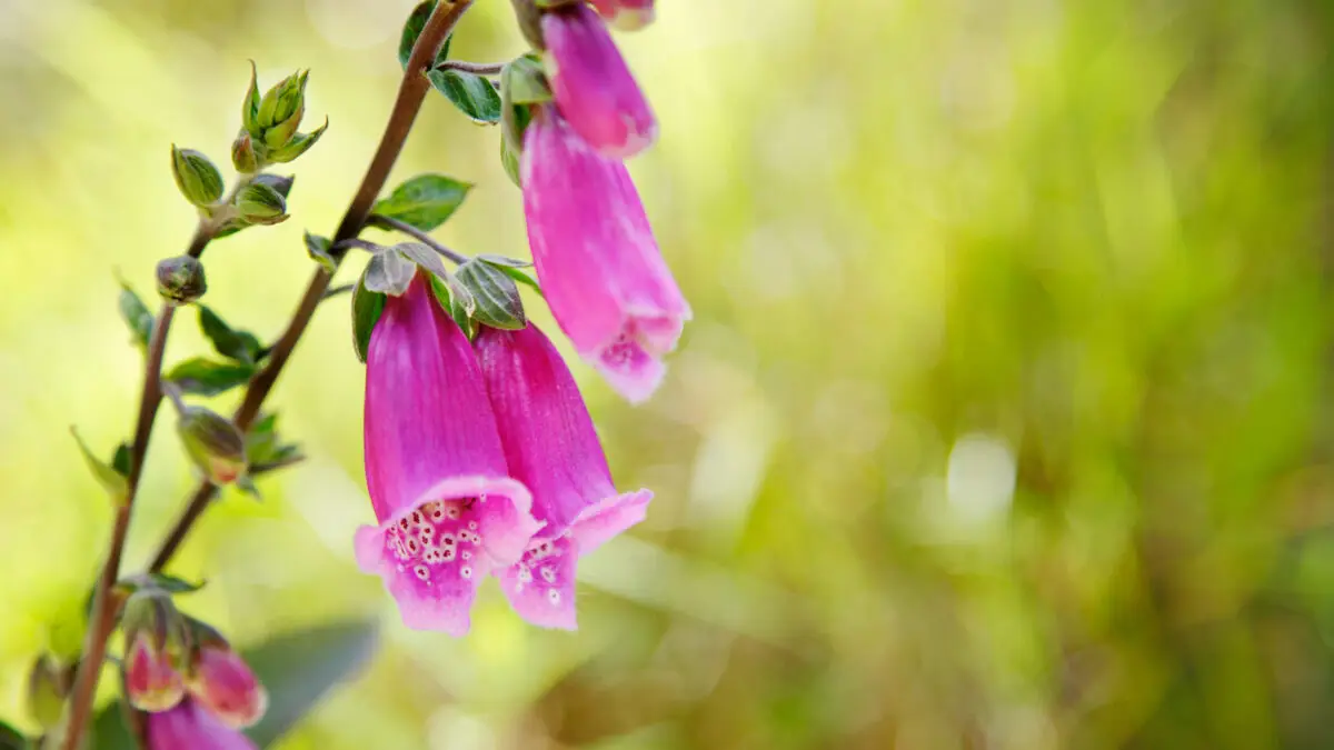 Giftpflanzen im Garten – erkennen, einordnen, richtig handeln