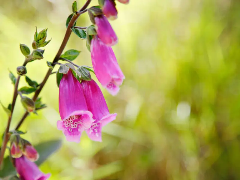 Giftpflanzen im Garten – erkennen, einordnen, richtig handeln