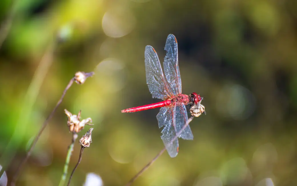 Was Insekten über deinen Garten verraten