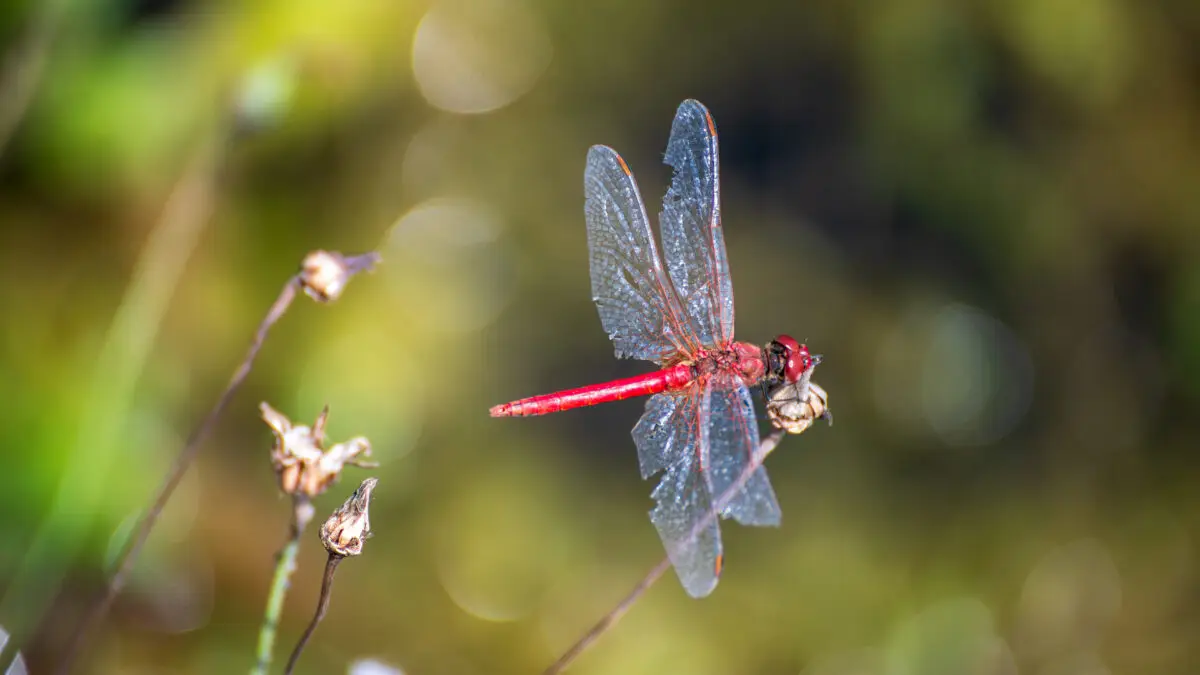 Was Insekten über deinen Garten verraten