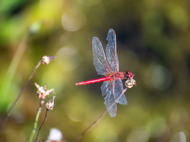 Was Insekten über deinen Garten verraten