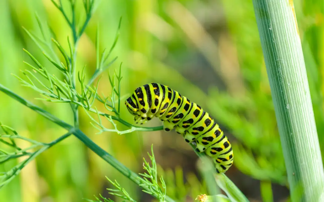 Raupen im Garten – wer will da was von deinen Pflanzen?