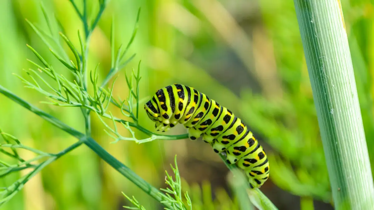 Raupen im Garten