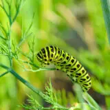 Raupen im Garten