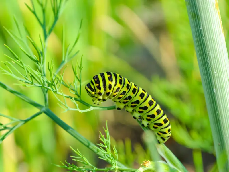 Raupen im Garten – wer will da was von deinen Pflanzen?