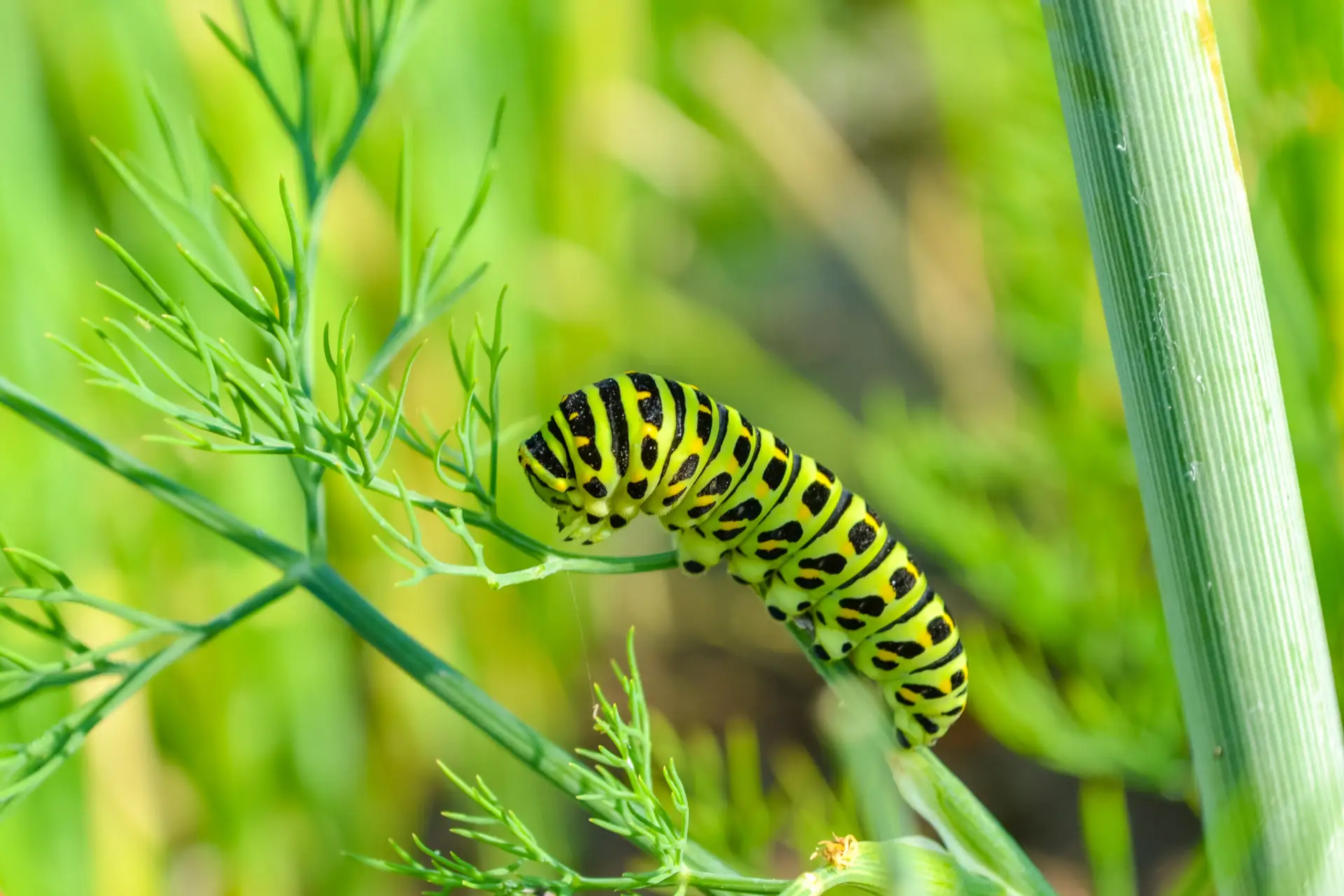 Gartenblog - Raupen im Garten  wer will da was von deinen Pflanzen?