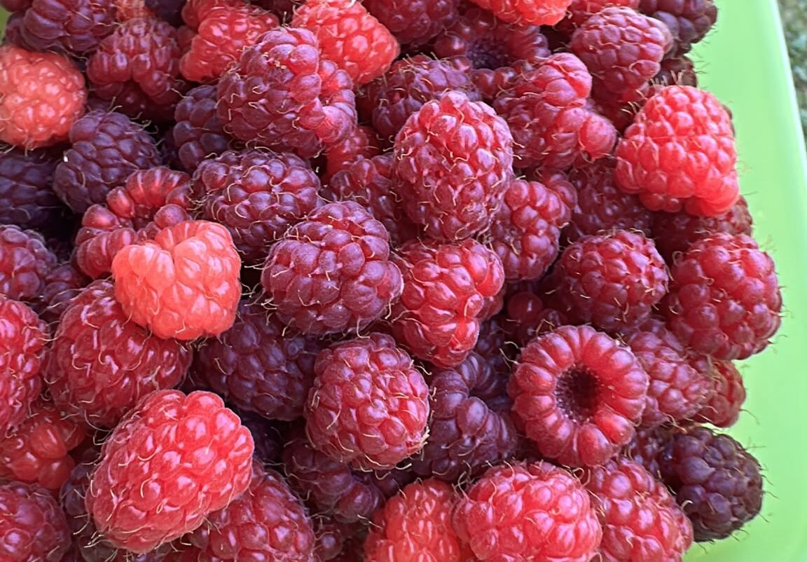 Frisch geerntete Himbeeren in einer Schale mit roten und dunkelroten reifen Früchten aus dem Garten.