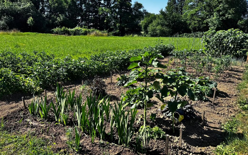 Gemüsegarten im Juli mit Sonnenblumen, Beeten und üppigem Pflanzenwachstum auf einer naturnahen Gartenfläche.