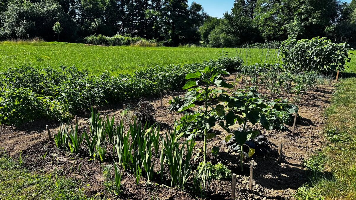 Gemüsegarten im Juli mit Sonnenblumen, Beeten und üppigem Pflanzenwachstum auf einer naturnahen Gartenfläche.