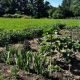 Gemüsegarten im Juli mit Sonnenblumen, Beeten und üppigem Pflanzenwachstum auf einer naturnahen Gartenfläche.