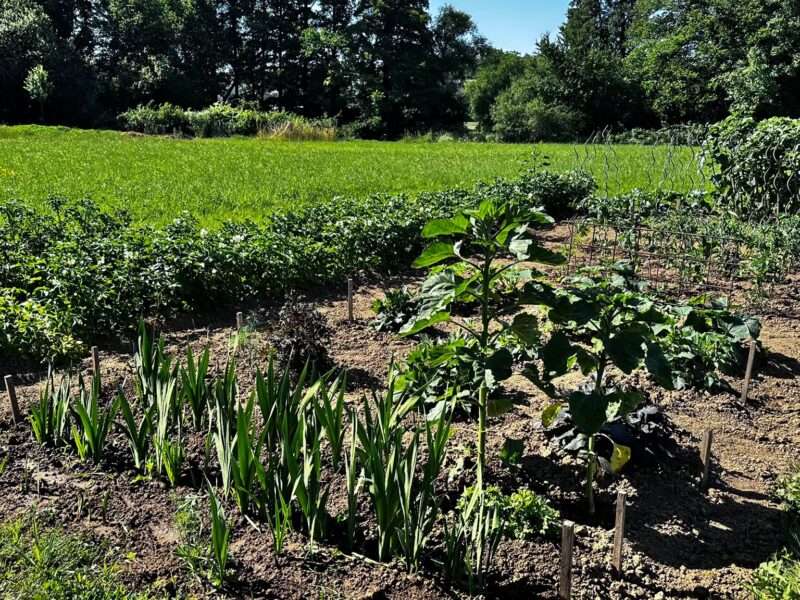 Gemüsegarten im Juli mit Sonnenblumen, Beeten und üppigem Pflanzenwachstum auf einer naturnahen Gartenfläche.