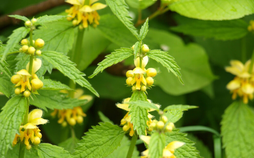 Blühende Goldnessel mit gelben Lippenblüten im naturnahen Garten.