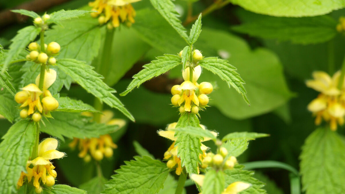 Blühende Goldnessel mit gelben Lippenblüten im naturnahen Garten.