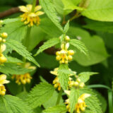 Blühende Goldnessel mit gelben Lippenblüten im naturnahen Garten.