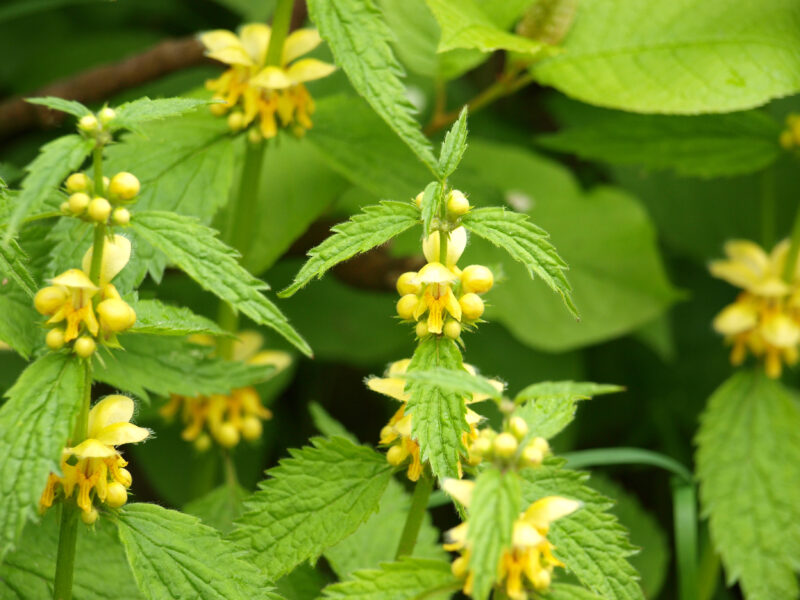 Blühende Goldnessel mit gelben Lippenblüten im naturnahen Garten.