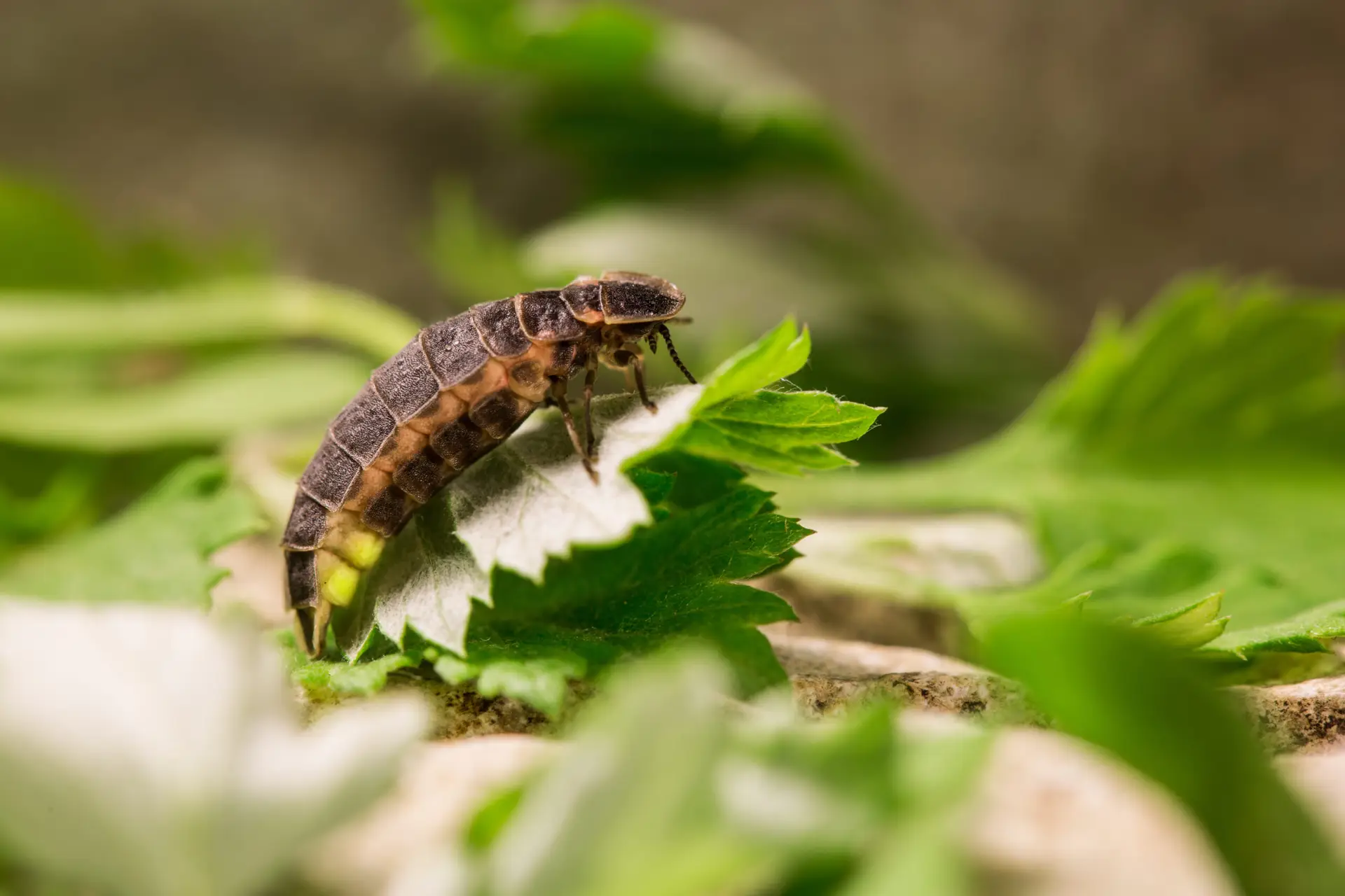 Glühwürmchen-Larve mit leuchtendem Hinterleib auf einem grünen Blatt.