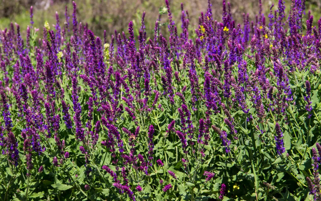 Blühender Steppensalbei als hitzetolerante Pflanze im sonnigen Gartenbeet.
