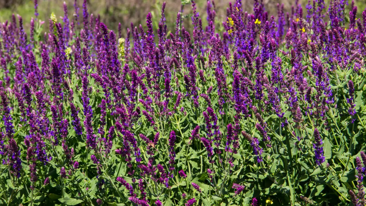 Blühender Steppensalbei als hitzetolerante Pflanze im sonnigen Gartenbeet.