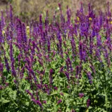 Blühender Steppensalbei als hitzetolerante Pflanze im sonnigen Gartenbeet.