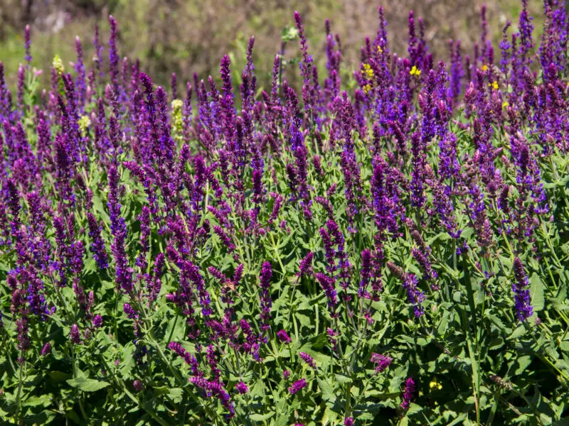 Blühender Steppensalbei als hitzetolerante Pflanze im sonnigen Gartenbeet.