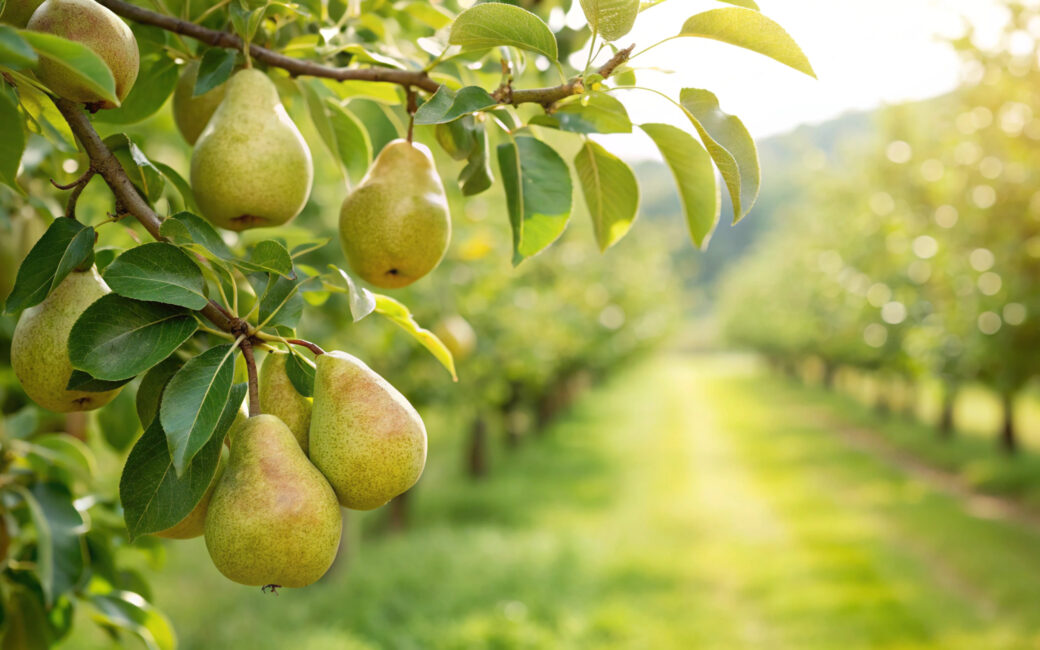 Reife Birnen hängen an einem Birnbaum in einer sonnigen Obstplantage.