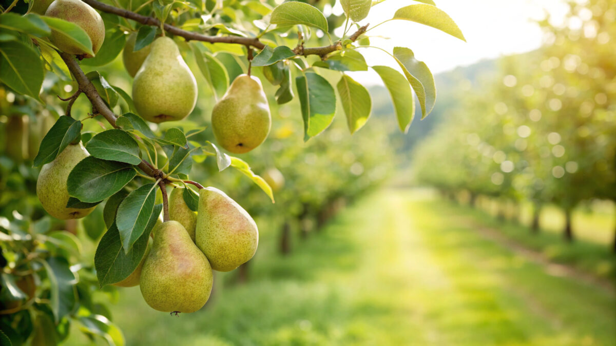 Reife Birnen hängen an einem Birnbaum in einer sonnigen Obstplantage.