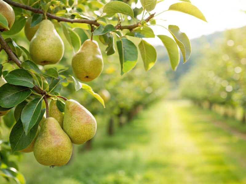 Reife Birnen hängen an einem Birnbaum in einer sonnigen Obstplantage.