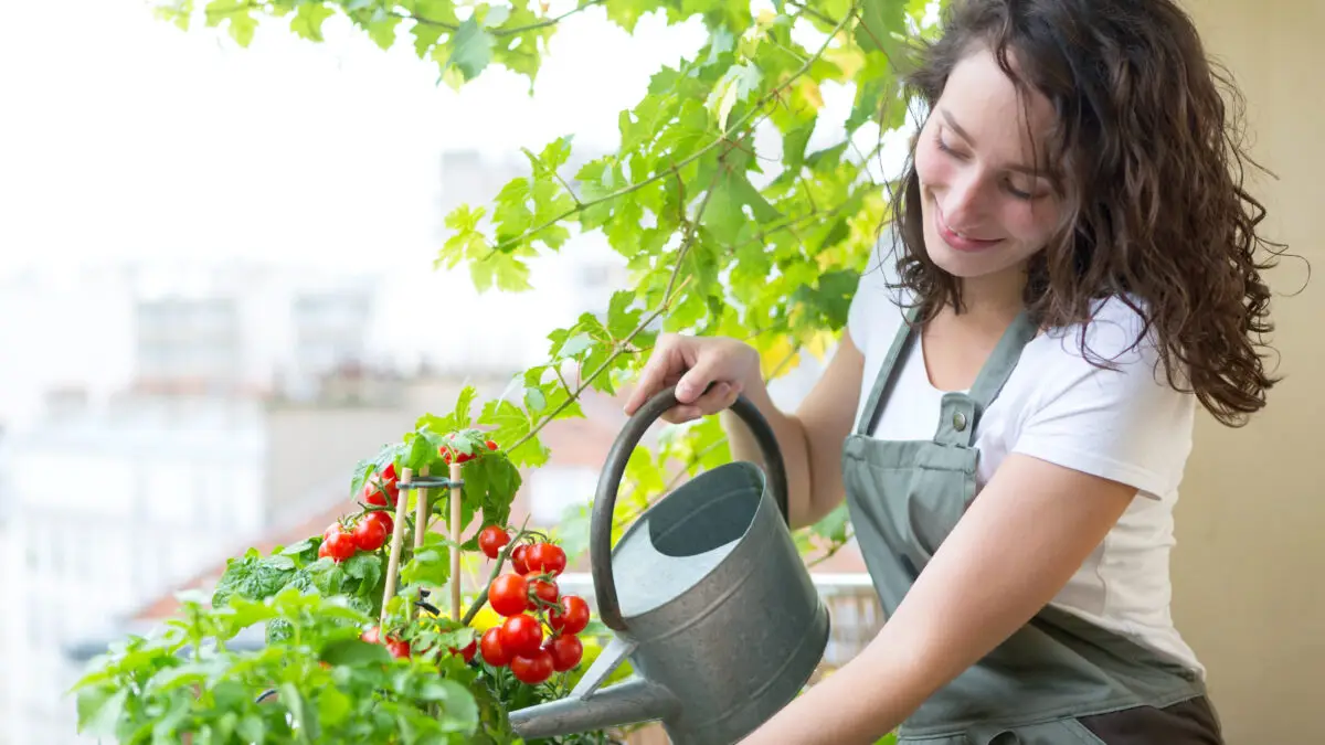 Person gießt Tomaten und Kräuter auf dem Balkon im August mit einer Gießkanne.