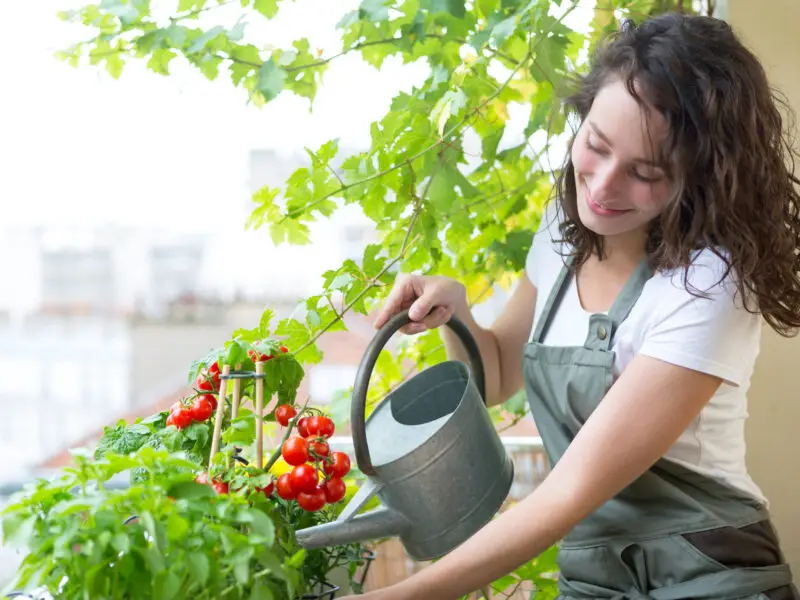 Person gießt Tomaten und Kräuter auf dem Balkon im August mit einer Gießkanne.
