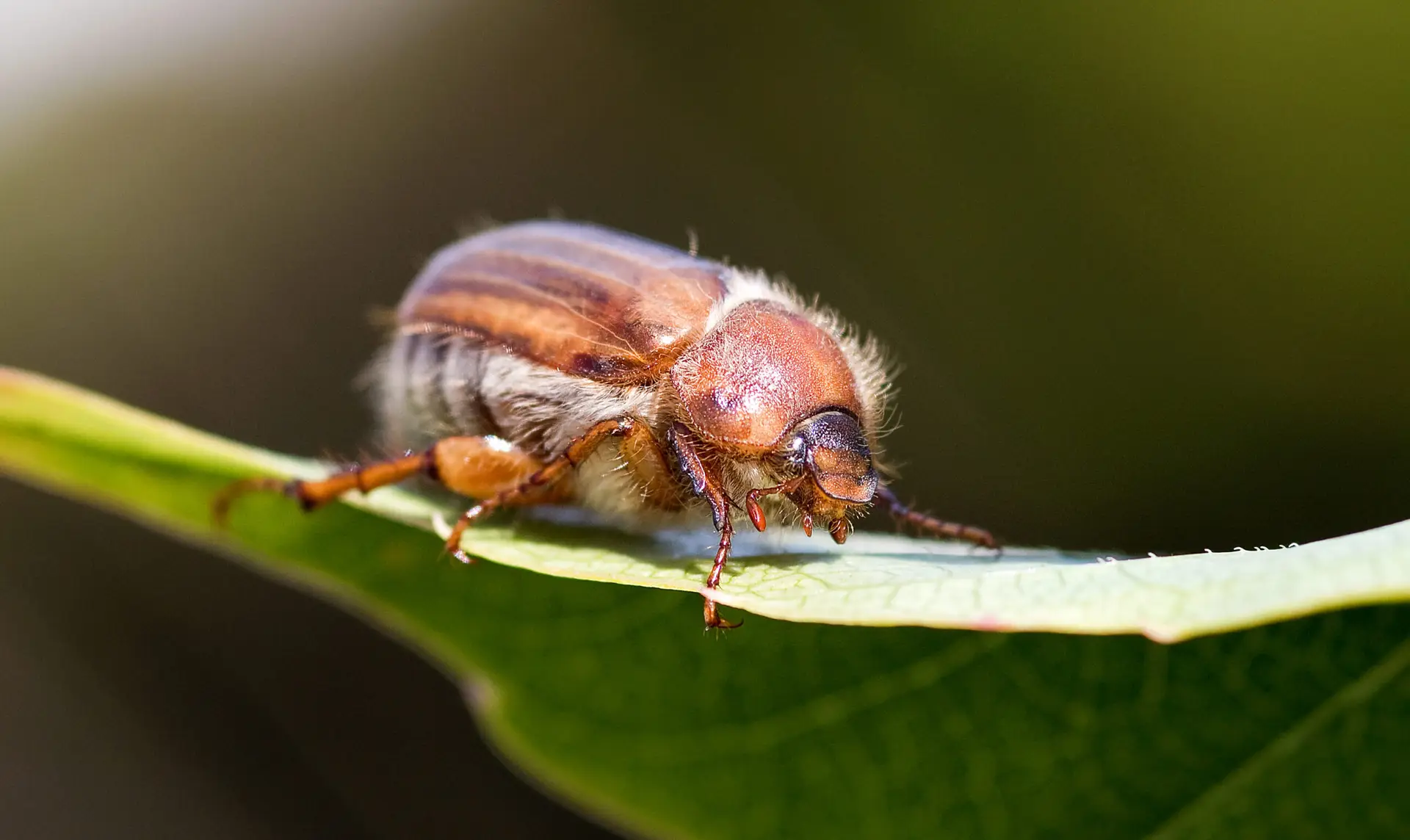 Makroaufnahme eines Junikäfers auf einem grünen Blatt im Garten.