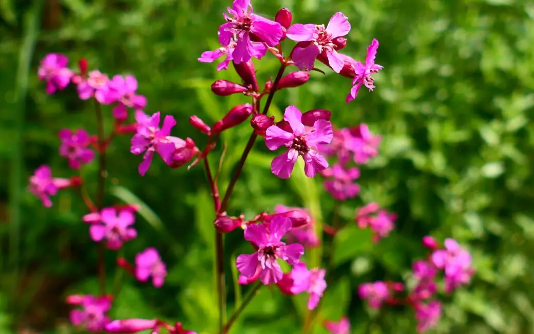 Blühende Pechnelke mit leuchtend pinken Blüten auf einer naturnahen Wiese.