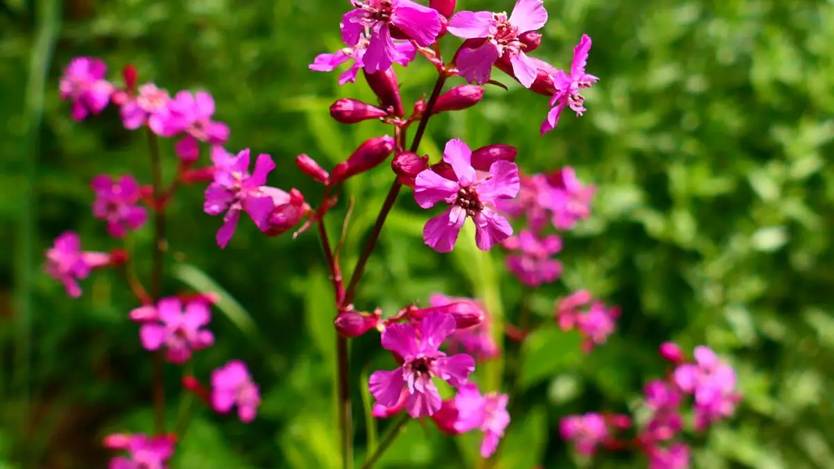 Blühende Pechnelke mit leuchtend pinken Blüten auf einer naturnahen Wiese.