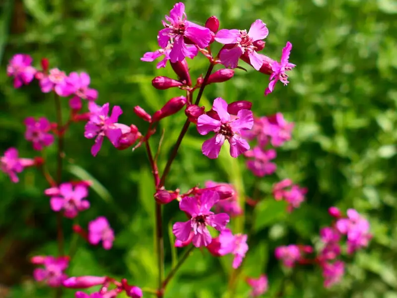 Blühende Pechnelke mit leuchtend pinken Blüten auf einer naturnahen Wiese.