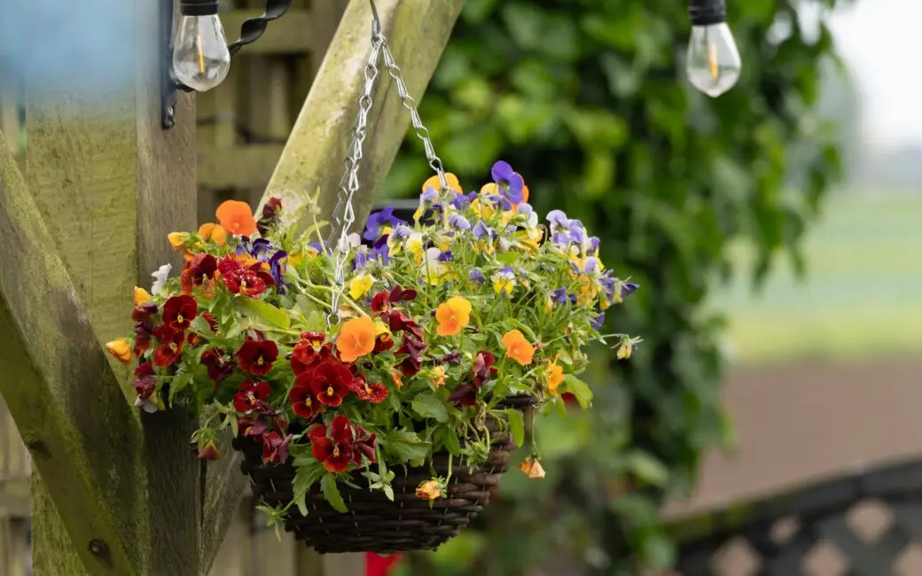 Hängender Blumenkorb mit bunten Hornveilchen an einer Holzpergola im Garten.